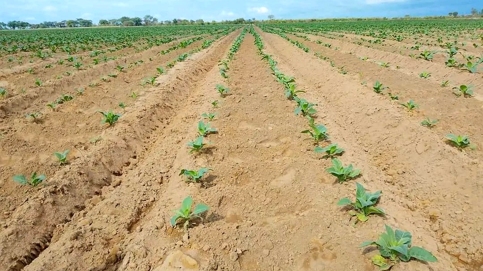 Young tobacco seedlings, Hurudza contracted grower