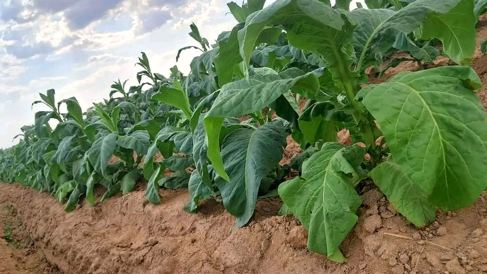 Mature tobacco field, Hurudza contracted grower