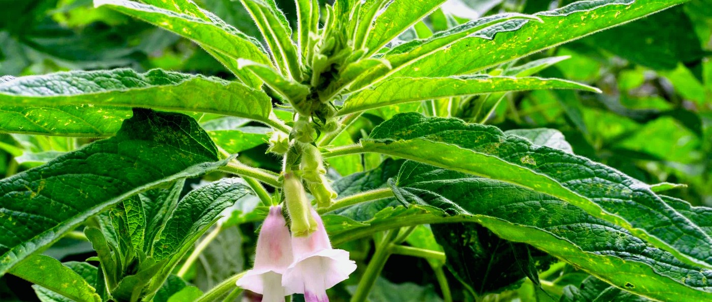 Sesame plant in bloom