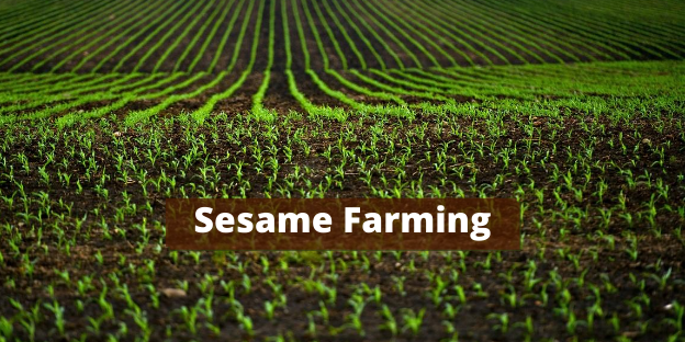 Sesame farming