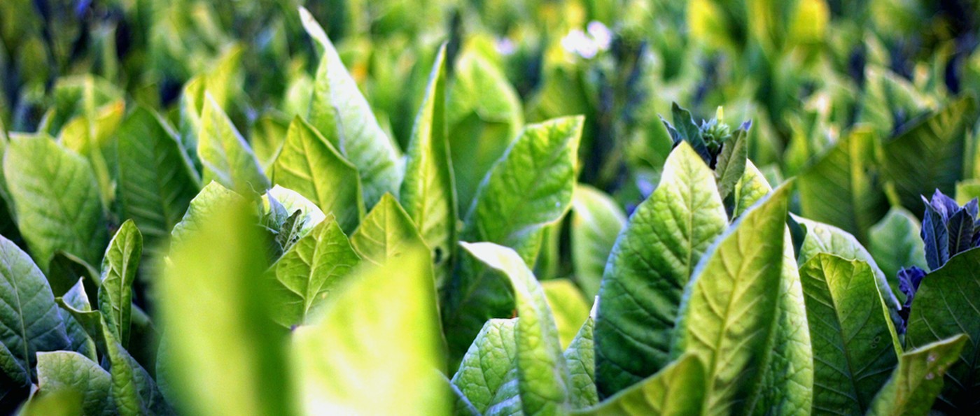 Tobacco leaf close-up